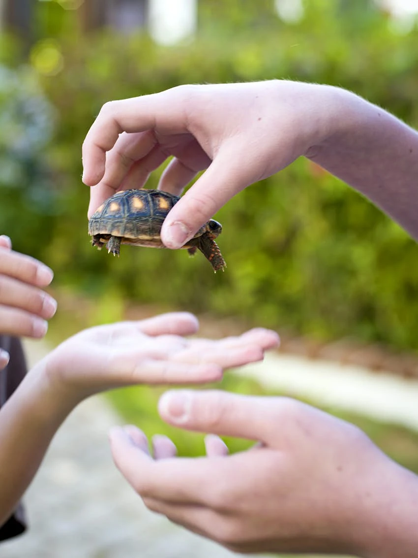 children share the turtle children share the turtle
